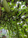 Guide to growing your Loofah