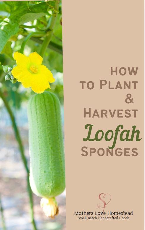 Guide to growing your Loofah