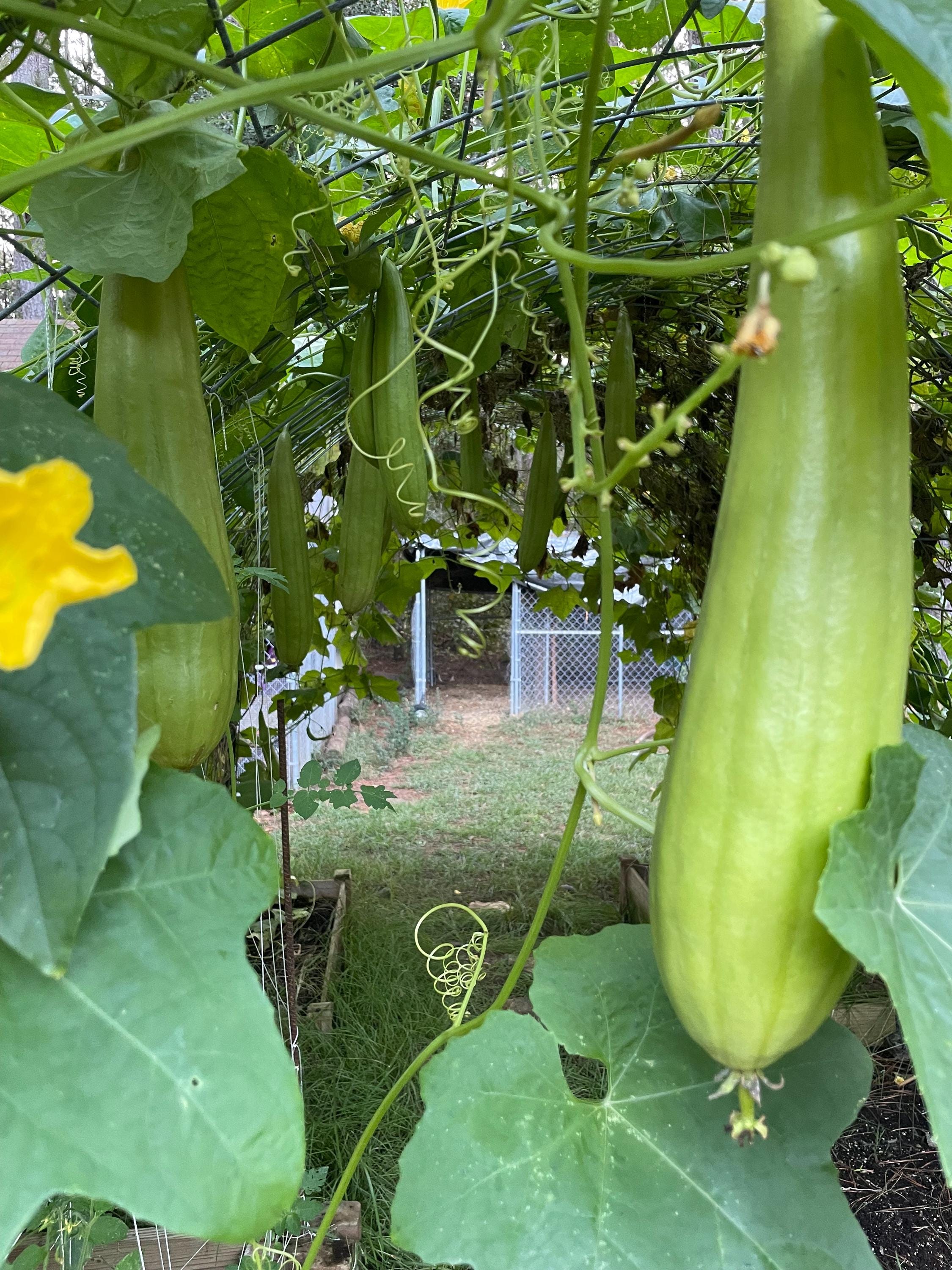 Guide to growing your Loofah