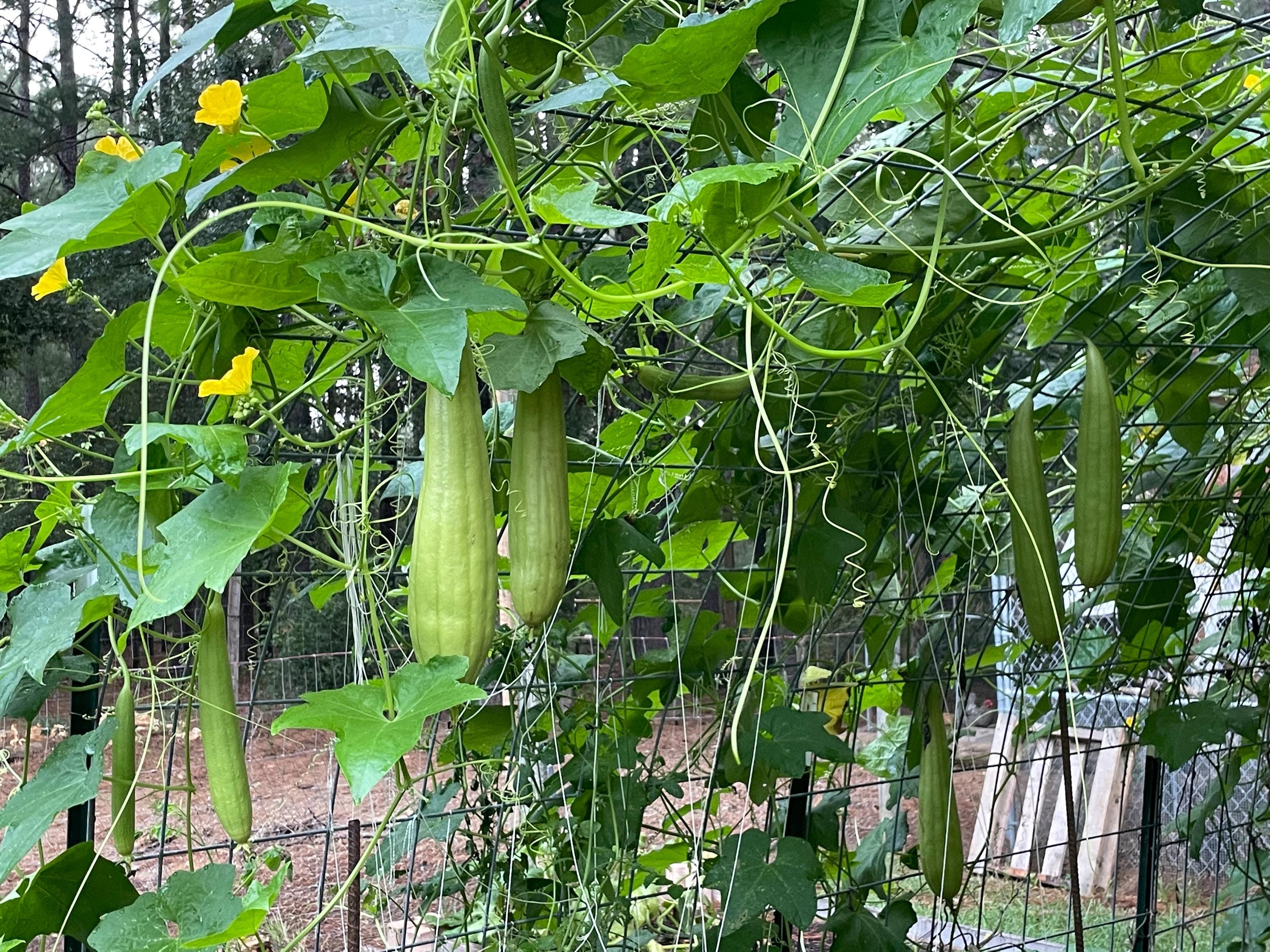 Guide to growing your Loofah
