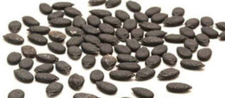 Loofah Gourd Seeds: Grow Your Own Natural Sponge & Edible Squash