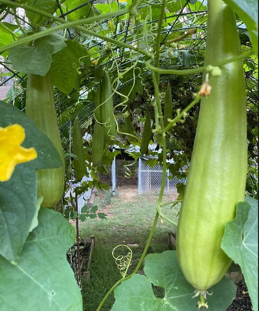Loofah Gourd Seeds: Grow Your Own Natural Sponge & Edible Squash