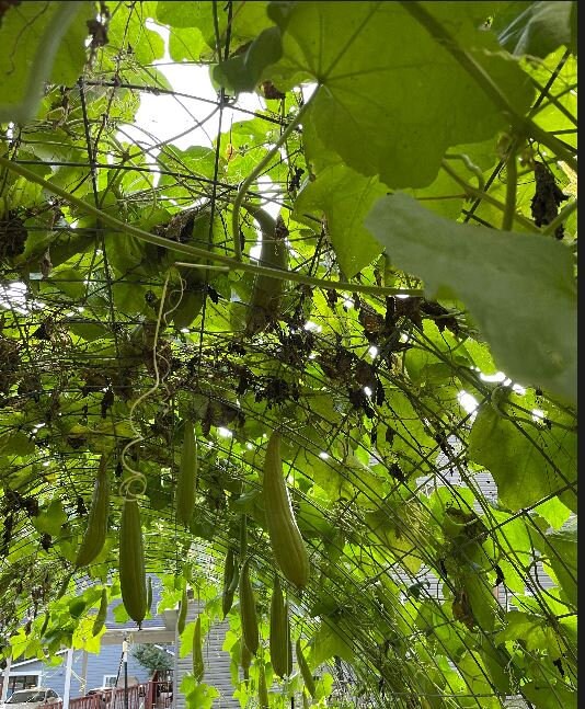 Loofah Gourd Seeds: Grow Your Own Natural Sponge & Edible Squash