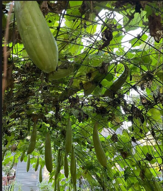 Loofah Gourd Seeds: Grow Your Own Natural Sponge & Edible Squash