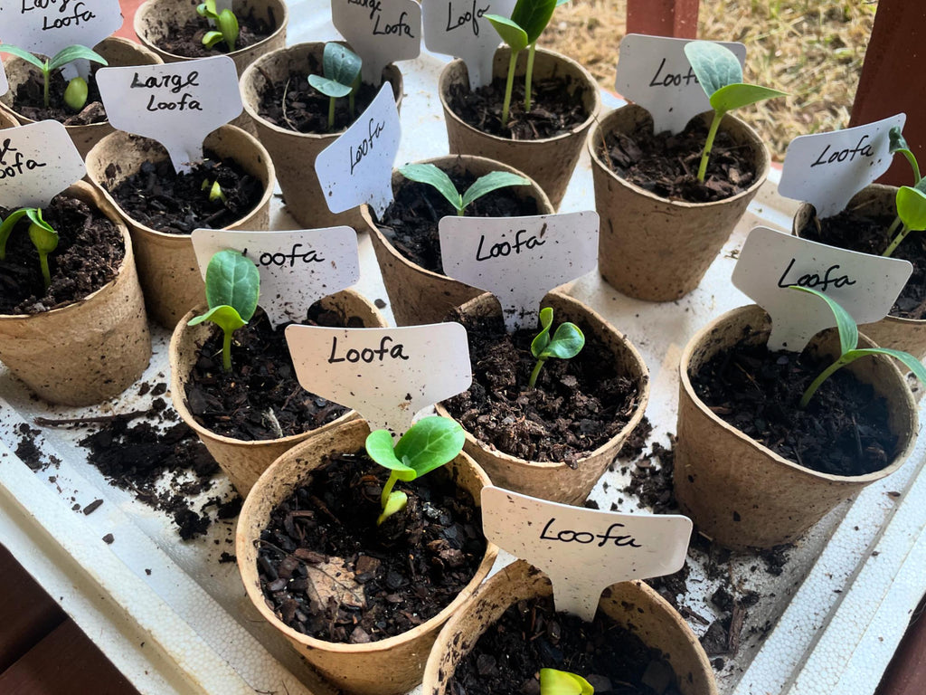 Loofah Gourd Seeds: Grow Your Own Natural Sponge & Edible Squash