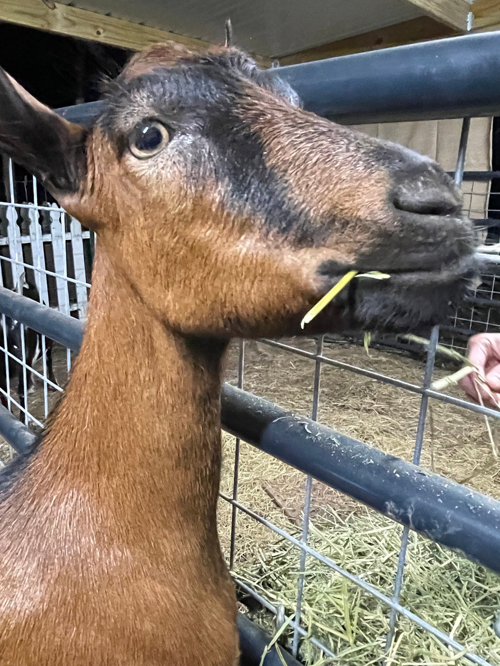 This is Fleur and she the Oberhasli goat responsible for the amazing milk in each bar of our small batch soap!